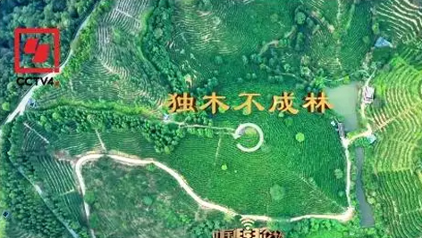 央視、學習強國等十多個平臺同時推送梧州采春茶．梧州六堡茶